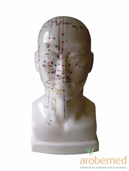 Akupunkturmodell Kopf 