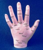 Akupunkturmodell Hand 